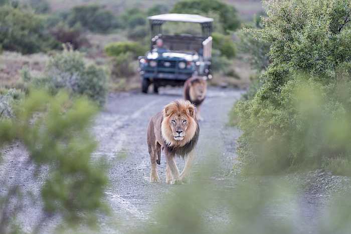 Game drive in South Africa Safari.